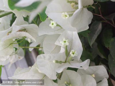 着眼植物壁纸1985张