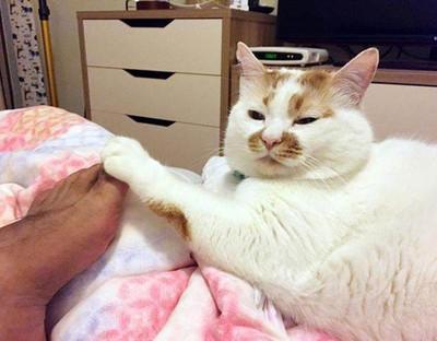 猫猫虫表情包