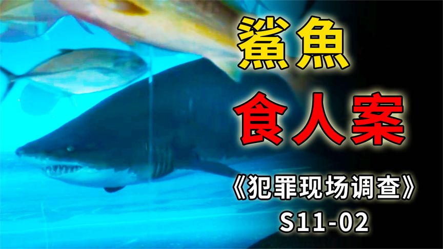《CSI》食人鲨误入人类泳池，畅快遨游犹如吃自助餐《CSI》S11_02