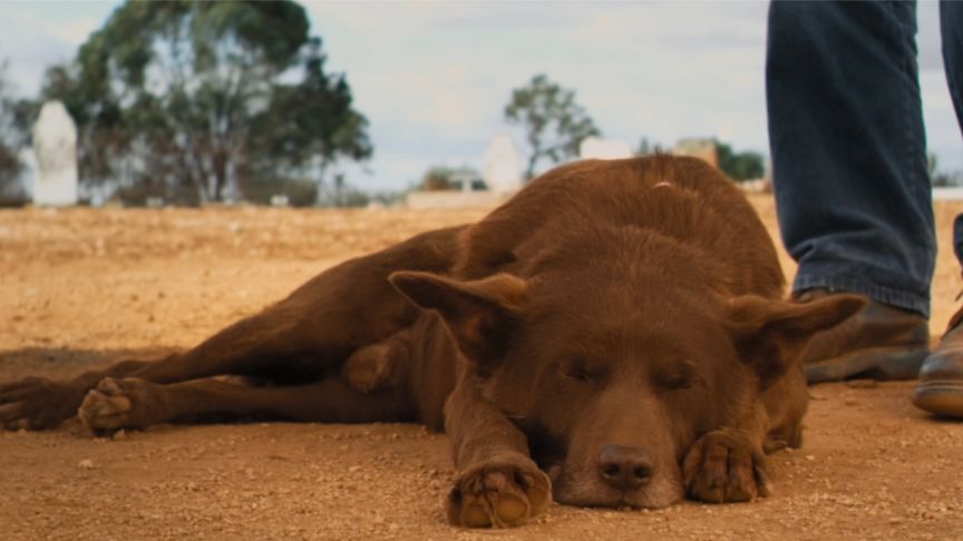 《战地情人》电影：主人车祸去世，忠犬寻遍澳大利亚，最后在主人墓前结束生命《战地情人》