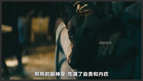 《忠犬》《忠犬》这条战功赫赫的军犬，居然要被安乐死！2022年新片《忠犬》《忠犬》