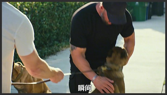 《忠犬》退役士兵护送战犬，参加主人葬礼，一路上培养出深刻的友谊！影视《忠犬》