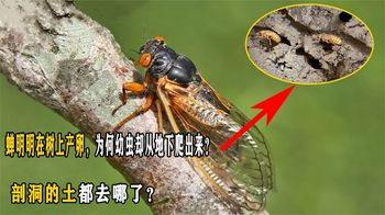 《纪录片》_蝉明明在树上产卵，为何幼虫却从地下爬出来？剖洞的土都去哪了？