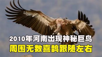2010年河南出现神秘巨鸟，无数喜鹊跟随宛若百鸟朝凤，真有凤凰？