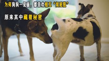 《纪录片》_为何狗狗一见面，都喜欢相互“闻屁股”，原来其中藏着秘密