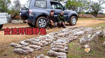 《纪录片》_国外野兔泛滥成灾，职业猎人受邀前去剿灭，4小时竟收获几十只！