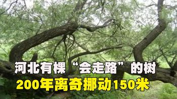 《纪录片》_河北有棵“会走路”的树，200年行走了150米，难道真是神龙所化？