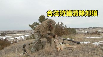 《纪录片》_国外郊狼泛滥成灾，职业猎人受邀前去清除，收获2只顺利完成任务