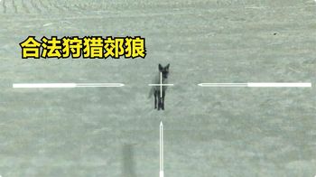 农场附近郊狼泛滥成灾，猎人一口气消灭50头，为何却引来争议？