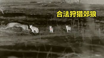 农场附近郊狼泛滥成灾，猎人一口气消灭65头，为何却引来争议？
