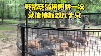 农夫只用几斤玉米就能捕抓到几百斤野猪肉，一次就捕到几十只野猪