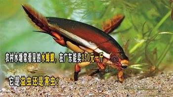 农村水塘常看见的水蟑螂，在广东能卖350元一斤，是益虫还是害虫