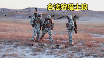国外土狼泛滥成灾，职业猎人受邀前去清除，几个小时竟收获4只！