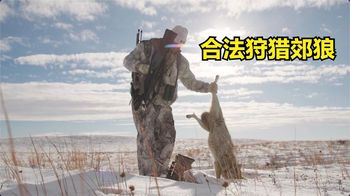 国外郊狼泛滥成灾，农场主高薪聘请猎人清除，最后收获太意外