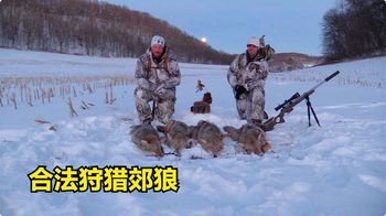 国外郊狼泛滥成灾，猎人几个小时就消灭4只，过程让人意外又惊喜