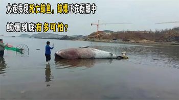 大连发现死亡鲸鱼，鲸爆正在酝酿中，鲸爆到底有多可怕？