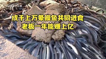 成千上万条鳗鱼疯狂进食的壮观场景，老板养殖鳗鱼一年就能赚上亿