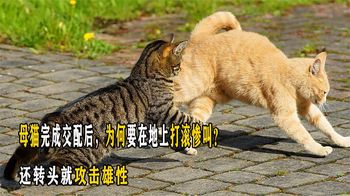 母猫完成交配后，为何要在地上打滚惨叫？还转头就攻击雄性