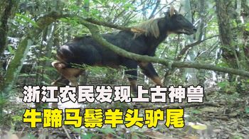浙江农民发现“四不像”，牛蹄马鬃羊头驴尾，专家到场后立即封村