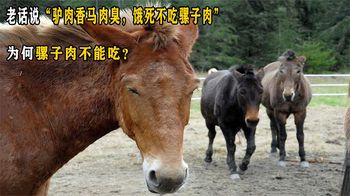 老话说“驴肉香马肉臭，饿死不吃骡子肉”，为何骡子肉不能吃？
