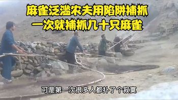 麻雀泛滥成灾偷吃农民粮食，人们制作简易陷阱一次就捕抓几十只