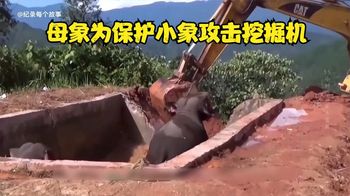 55小时营救野象，母象为了保护小象疯狂对钢铁之躯的挖掘机攻击