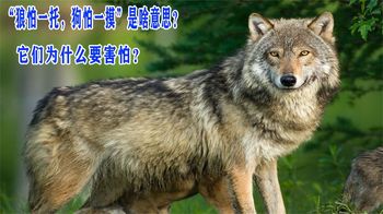 “狼怕一托，狗怕一摸”，究竟是啥意思？它们为什么要害怕？