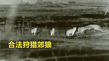 国外郊狼泛滥成灾，农场主高薪聘请职业猎人清理，最后收获很意外