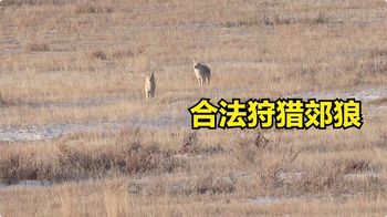 国外郊狼泛滥成灾，猎人一年四季都在剿灭清除，高超技术让人佩服