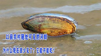 以前农村随处可见的河蚌，为什么现在很少见了？它能不能吃？