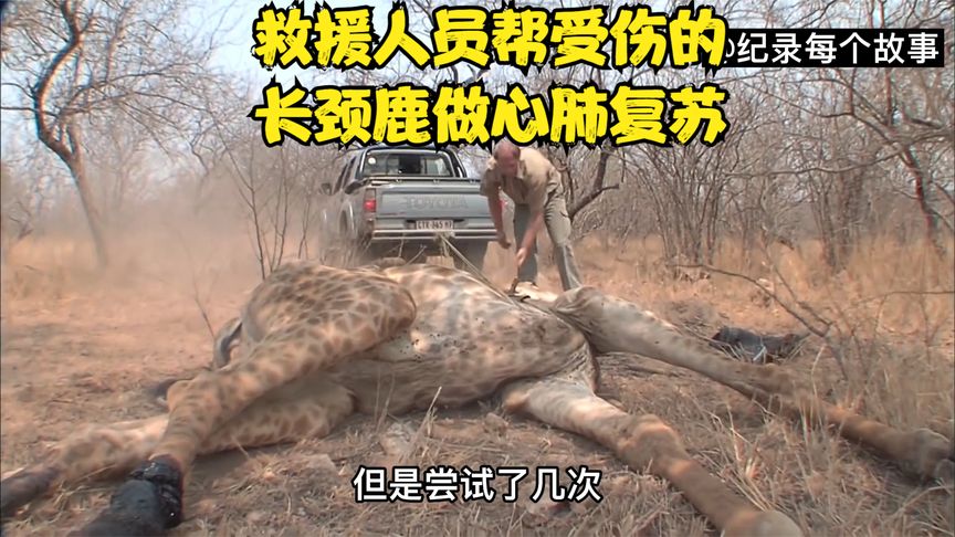 长颈鹿惨遭盗猎者伤害，救援人员给长颈鹿做心肺复苏，捕抓盗猎者