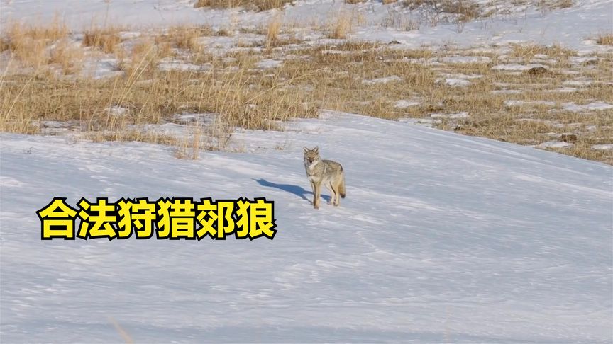 国外郊狼泛滥成灾，猎人组队前往雪地狩猎，一天竟成功消灭4只！