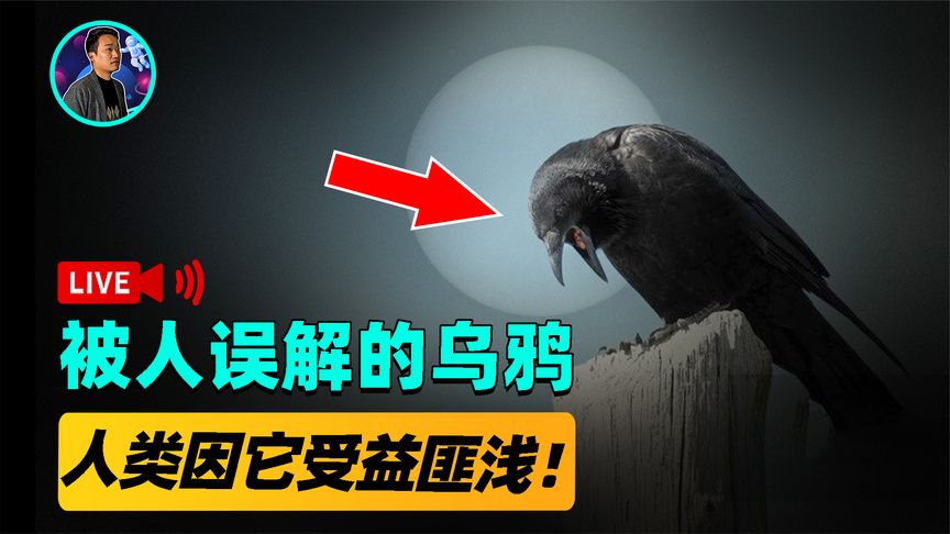 乌鸦有多聪明？智商比7岁小孩还高，它究竟是吉鸟还是灾鸟？