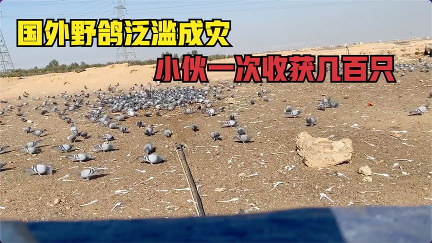 国外野鸽泛滥成灾，小伙用天网巧设陷阱，一次竟成功收获几百只！