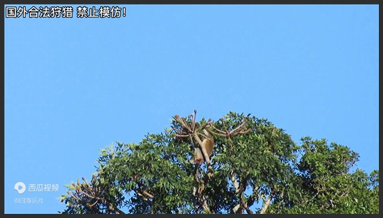 职业猎人秀操作！重金买门票狩猎各种动物，猴子狒狒全都掉了装备