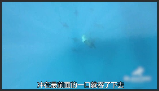 这里小孩都能钓到上百斤的巨型石斑,体育,钓鱼,