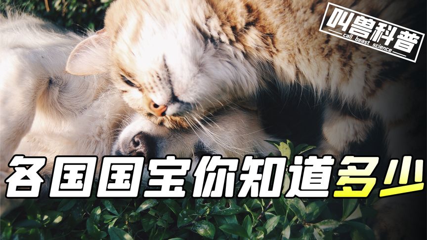 各国的国宝你知道多少？驼羊也能当国宝！日本国宝竟然是狗！