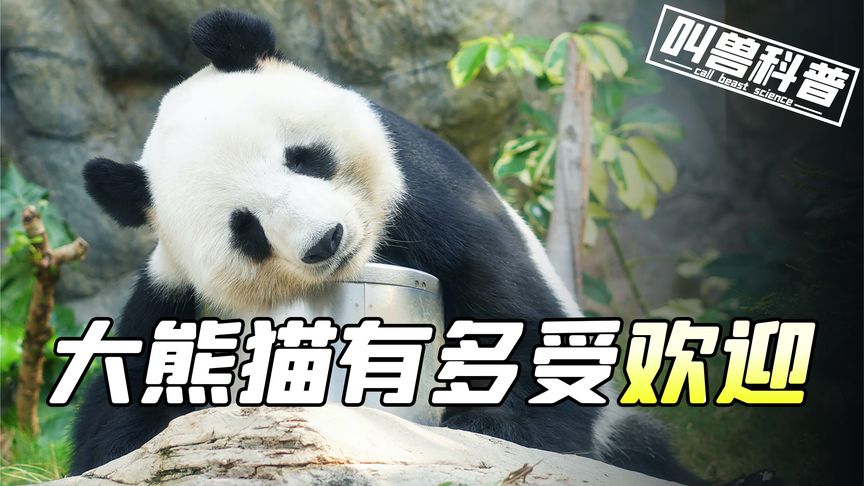 大熊猫在国外有多受欢迎？无数国家为之疯狂，印度做法堪称一绝