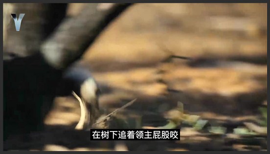考拉百毒不侵的身体，竟然是靠吃母亲的粪便得来的，这也太夸张了