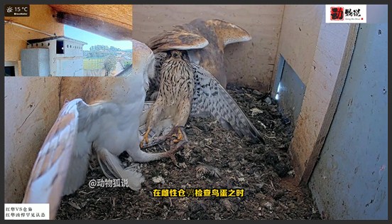 雄性猫头鹰为了保护鸟蛋，狠揍闯入者，红隼凶悍却罕见认怂