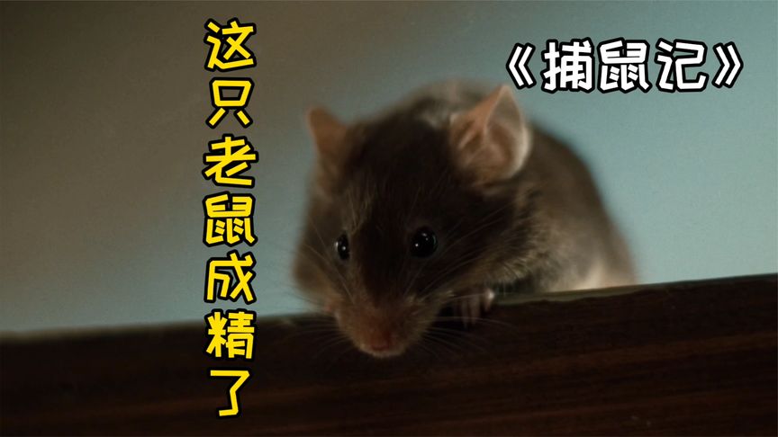 捕鼠记：这只老鼠成精了！三男一猫都不是它的对手！