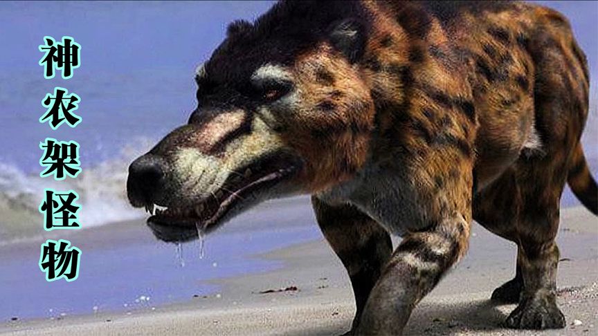 怪物传说：湖北省神农架不止有野人传说，还有更为神秘的驴头狼！