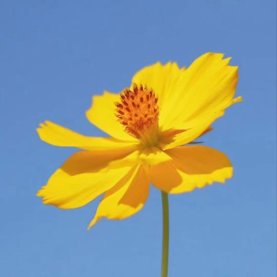 【唯美】含王字和敏字的心情句子（带敏坚字的美好句子）