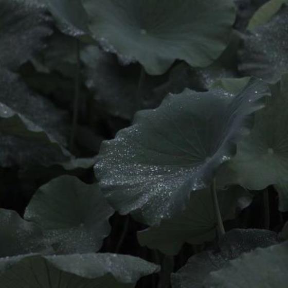 【唯美】放弃死亡保持乐观的句子（感悟死亡的句子25句）