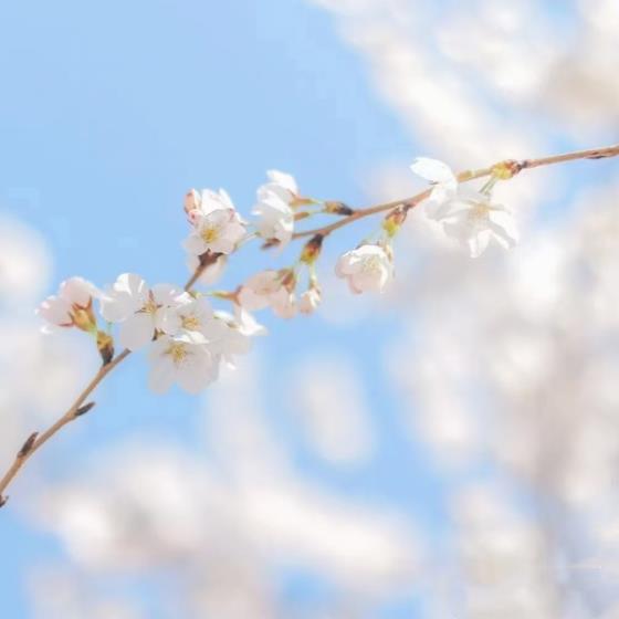 【哲理】对生命的感悟感恩的句子（对生命抱有感恩之心的句子）