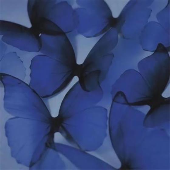 【唯美】形容武夷山老枞水仙的唯美句子简短（赞美武夷岩茶美的句子）