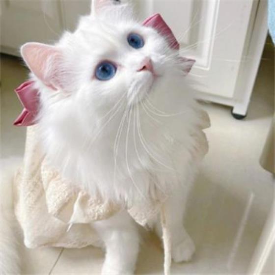 【感悟】读断舍离一段话的感悟（断舍离中的十句经典告诫）