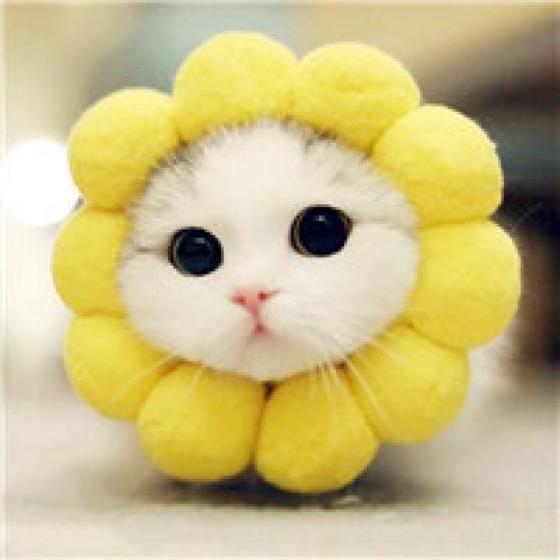 【励志】励志句子关于学生学习（学生学习的激励句子）