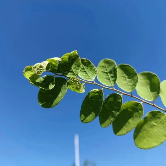 【感悟】白茶与栀子花的美食句子（描写白茶花的香气的句子）