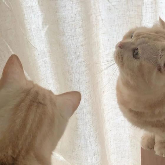 【励志】柯南励志图（柯南照片对照）